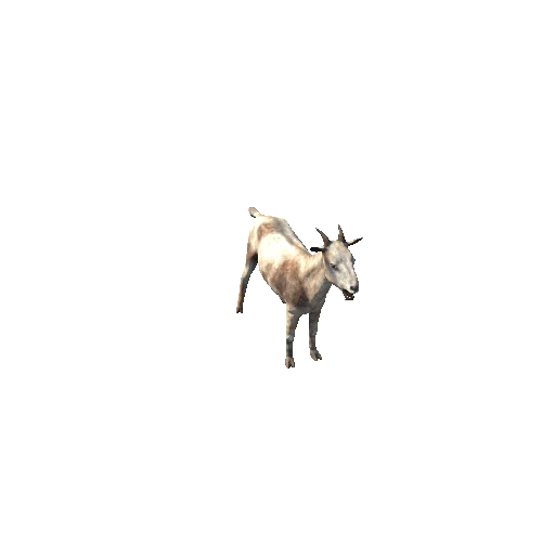 Goat white_2